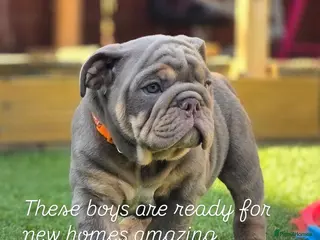 English Bulldog dogs Litter of bulldogs - Advert 4