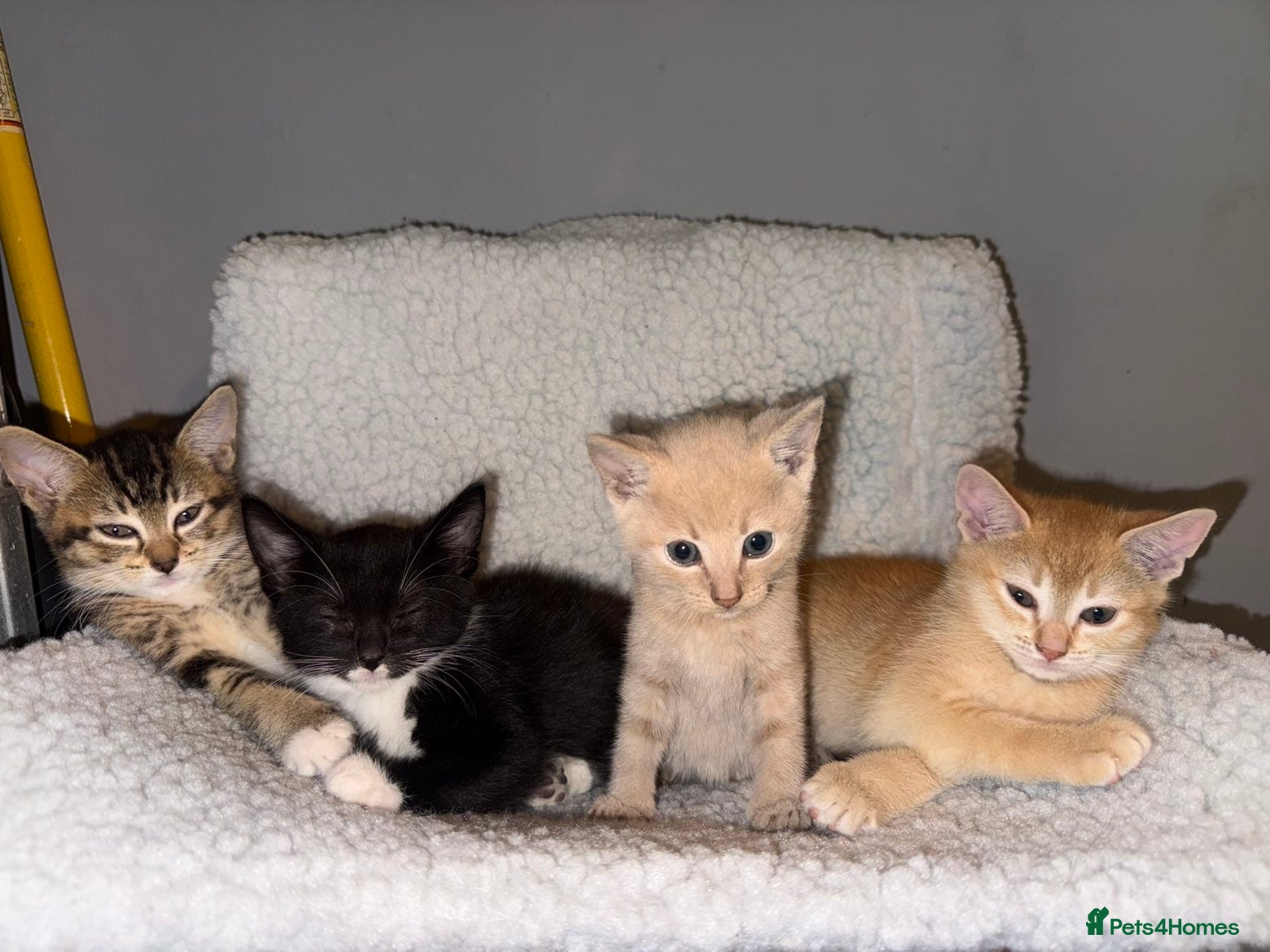 Abyssinian cats 🚨STUNNING ABYSSINIANS READY TO LEAVE🚨 - Advert 10