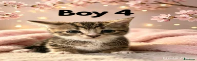 Domestic Shorthair 4