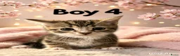 Domestic Shorthair cats for sale: Beautiful domestic shorthair kittens  - Advert 6