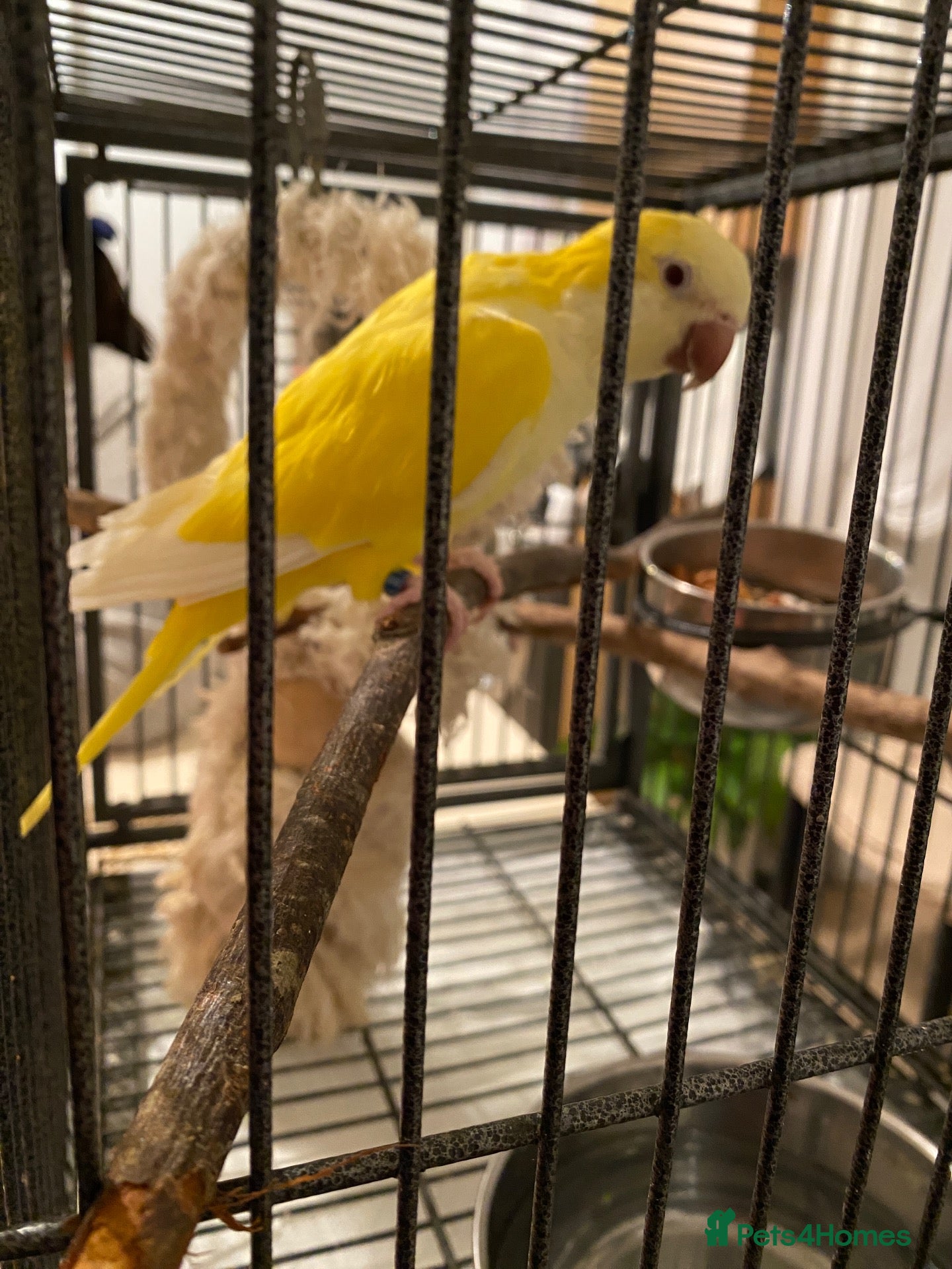 Budgerigars birds Tame yellow quaker - Advert 21