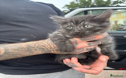 Maine Coon cats for sale: Ready tomorrow mixed breed kitten - Image 3