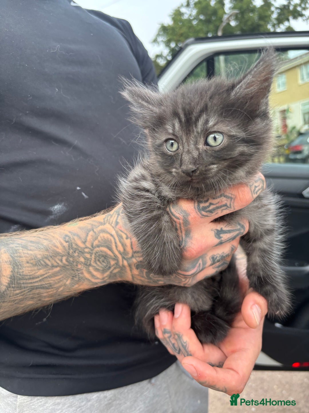 Maine Coon cats for sale: Ready tomorrow mixed breed kitten - Image 3