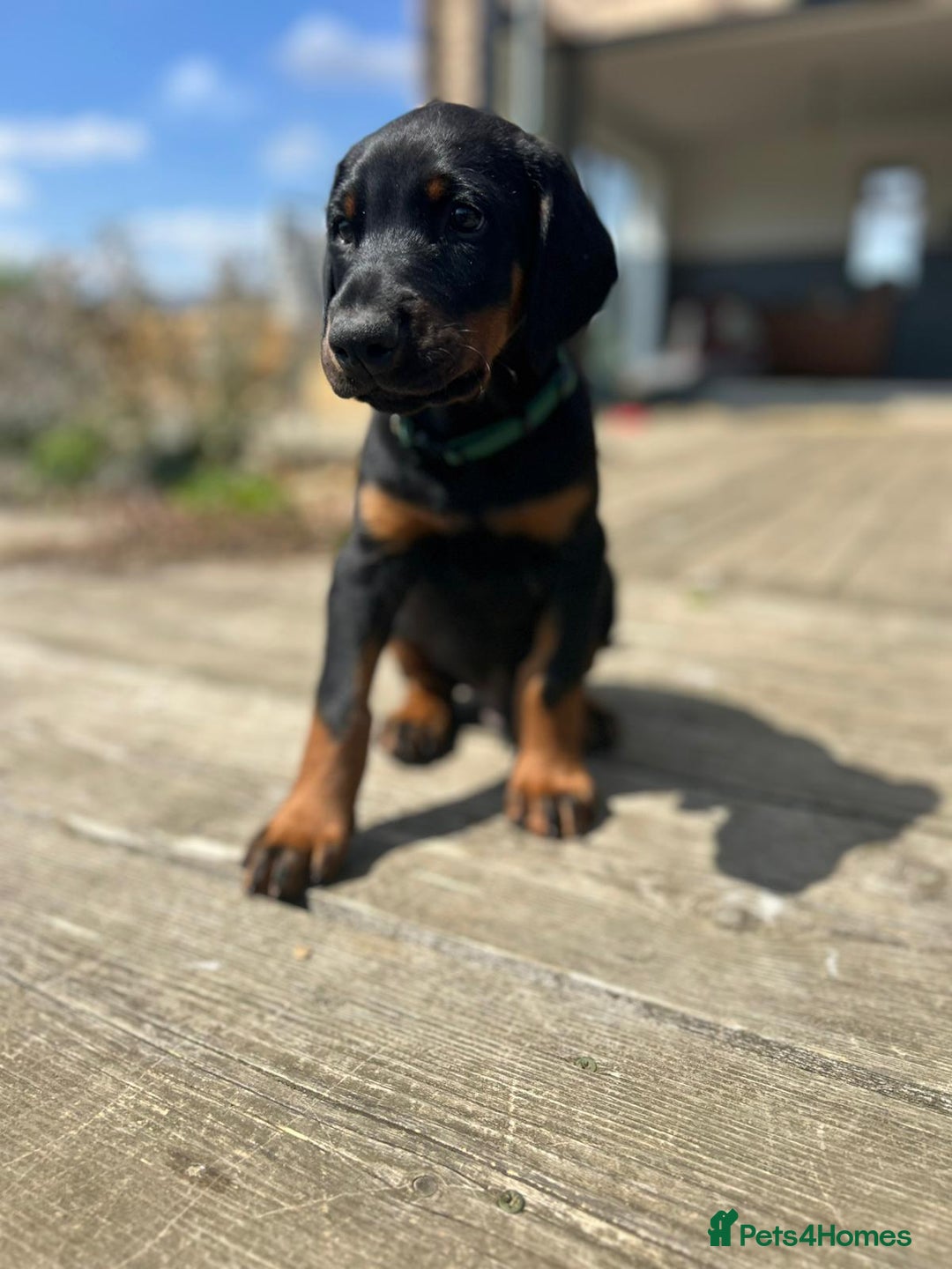Dobermann dogs for sale: Proper Chunky Euro doberman pups 💕 - Image 7