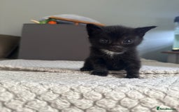 British Shorthair cats for sale: Tabby Cats  - Image 1