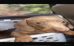 Miniature Dachshund dogs for sale: Miniature dachshund puppies  - Image 17