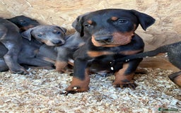 Dobermann dogs for sale: Beautiful puppy’s  - Image 7