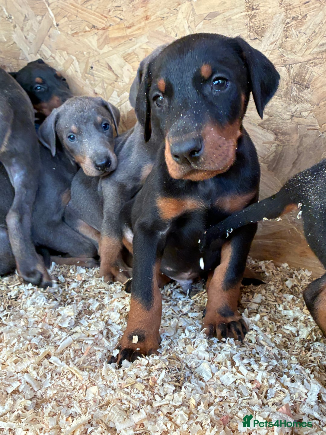 Dobermann dogs for sale: Beautiful puppy’s  - Image 7