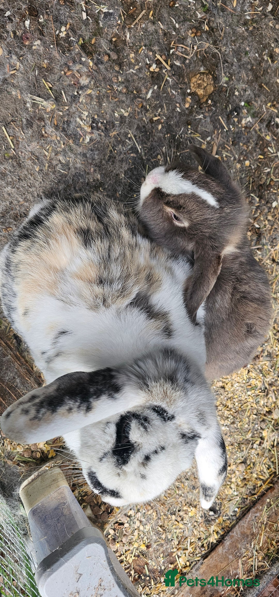 Mini Lop rabbits for sale: Bonded pair of mini lop ear rabbits - Advert 3