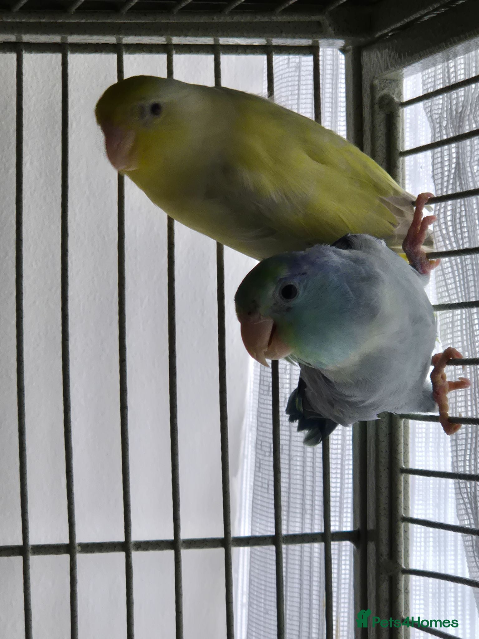 Budgerigars birds Young Male & Female Parroletts - Advert 8