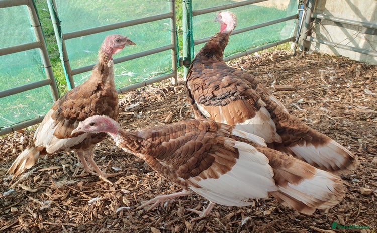 Turkeys poultry - Advert 2