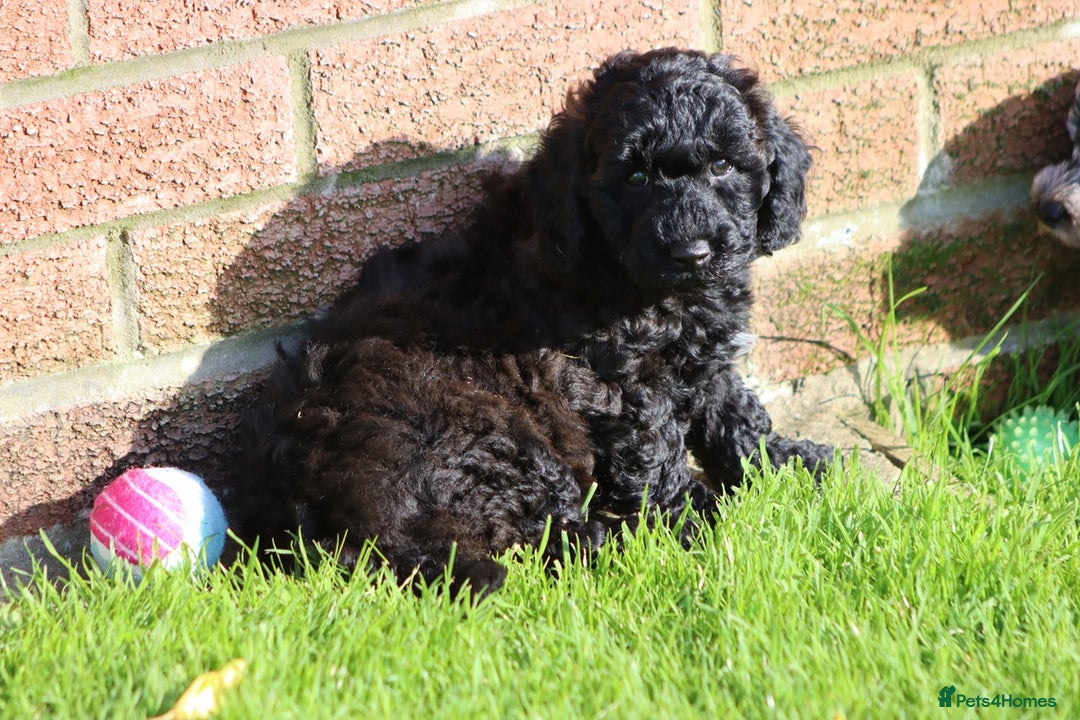 Poochon dogs for sale: F1 Poochon puppies For Sale  - Image 33