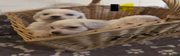 Mixed Breed dogs for sale: 9 Beautiful Cockerchon puppy's ready soon - Advert 18