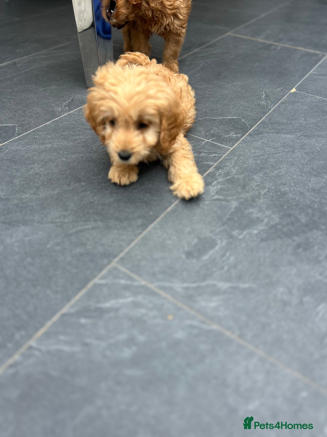 Cockapoo dogs for sale: Cockapoos  - Image 7
