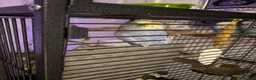 Budgerigars birds for sale: 6 budgies for sale beautiful colpurs - Advert 4