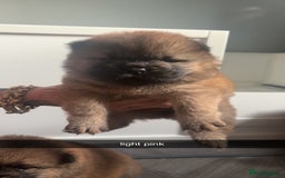 Chow Chow dogs for sale: 3 Stunning chow chow for sale  - Image 4