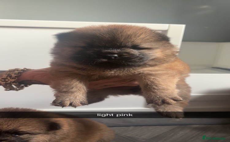 Chow Chow dogs - Advert 1