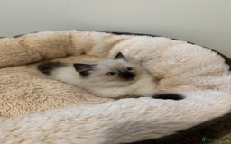 Ragdoll cats for sale: Beautiful Ragdoll Kittens - Advert 10