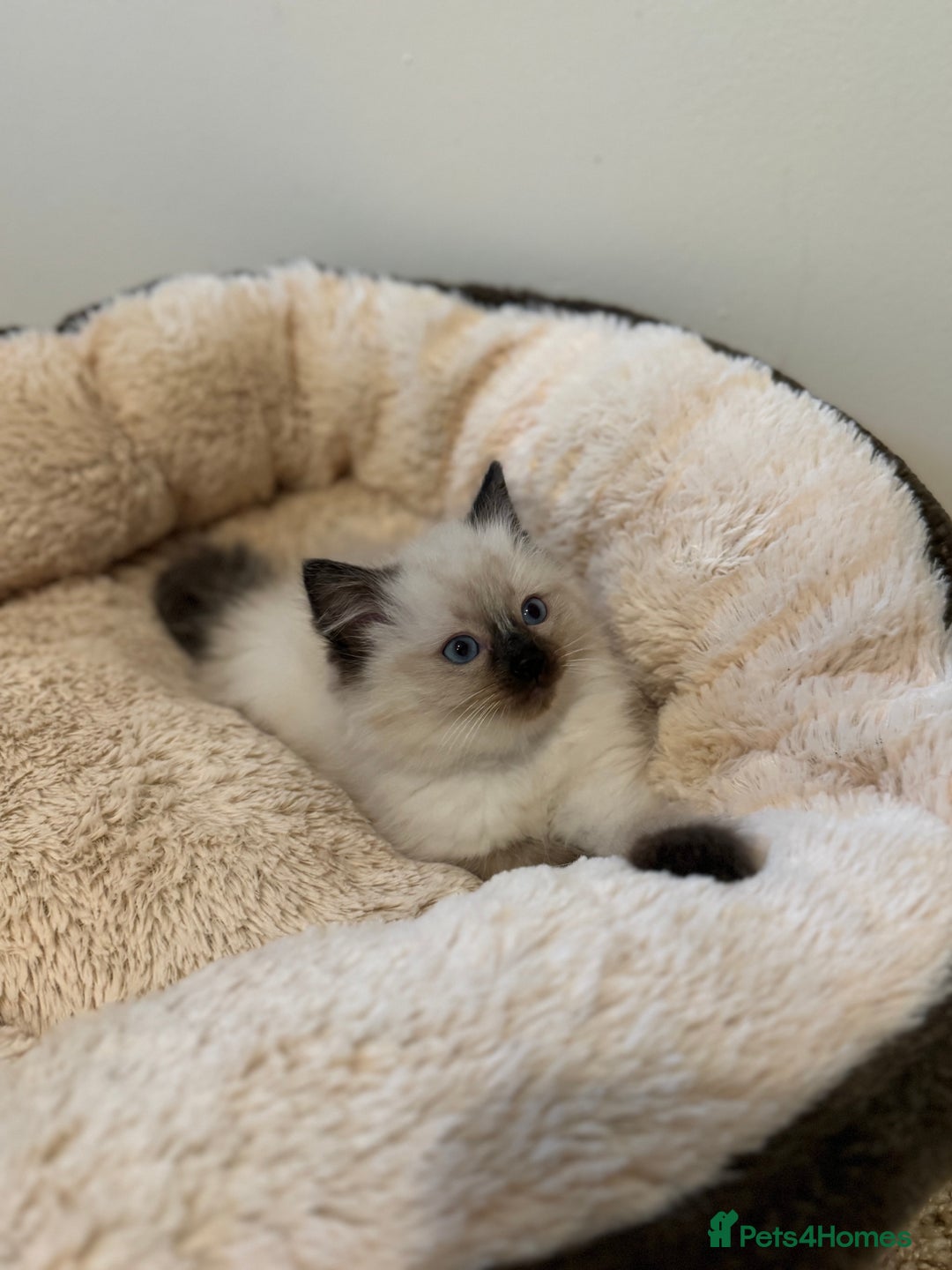 Ragdoll cats for sale: Beautiful Ragdoll Kittens - Advert 10