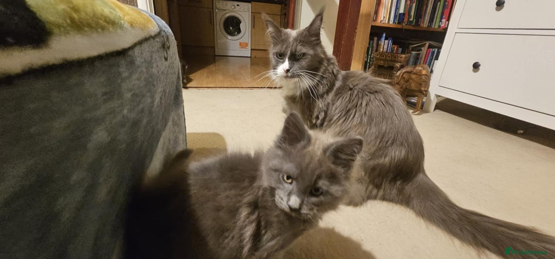 Maine Coon cats for sale: Pure Maine Coons – European Lines - Advert 14