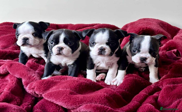 Boston Terrier dogs - Advert 1