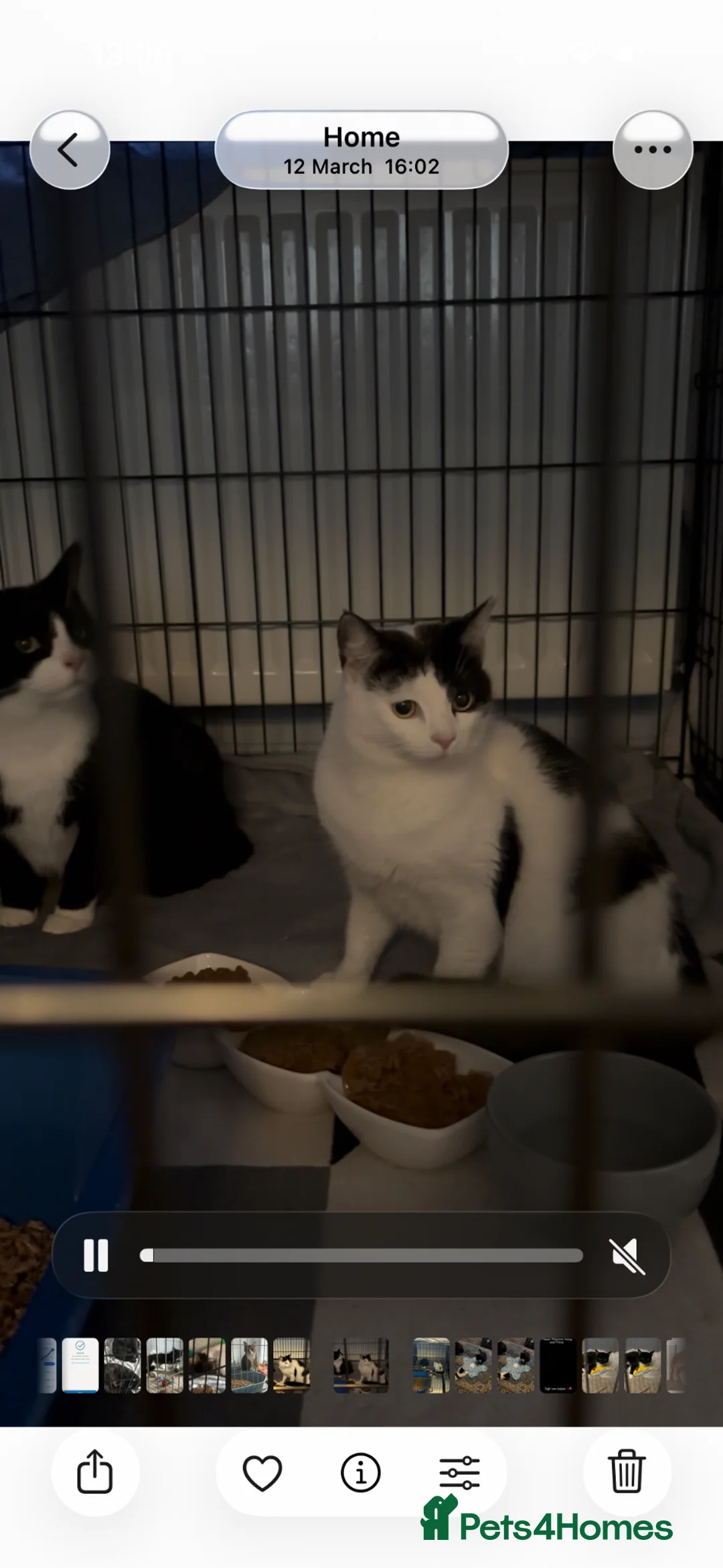 Domestic Shorthair cats for adoption: Adopt From Cats in Crisis East London  - Advert 2