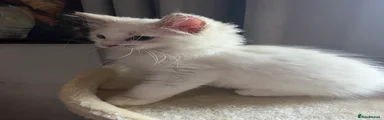 Ragdoll Kitten 2