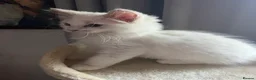 Ragdoll cats for sale: ❤️ Gorgeous ragdoll kittens ready now  ❤️ - Advert 24