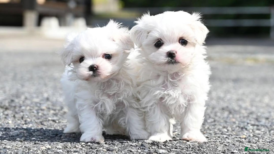 Maltese dogs for sale: Smart, playful Maltese Puppies - Image 4