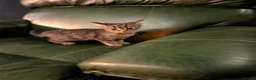 British Shorthair cats for sale: READY NOW 🩵🩷 - Advert 28