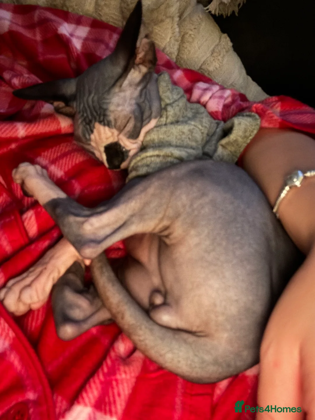 Sphynx cats for sale: Kitten girl 4 months  and 6 month boy  - Advert 5