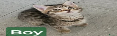 Mixed Breed Kitten 4