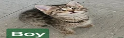 Mixed Breed cats for sale: Beautiful Male kittens - Advert 4