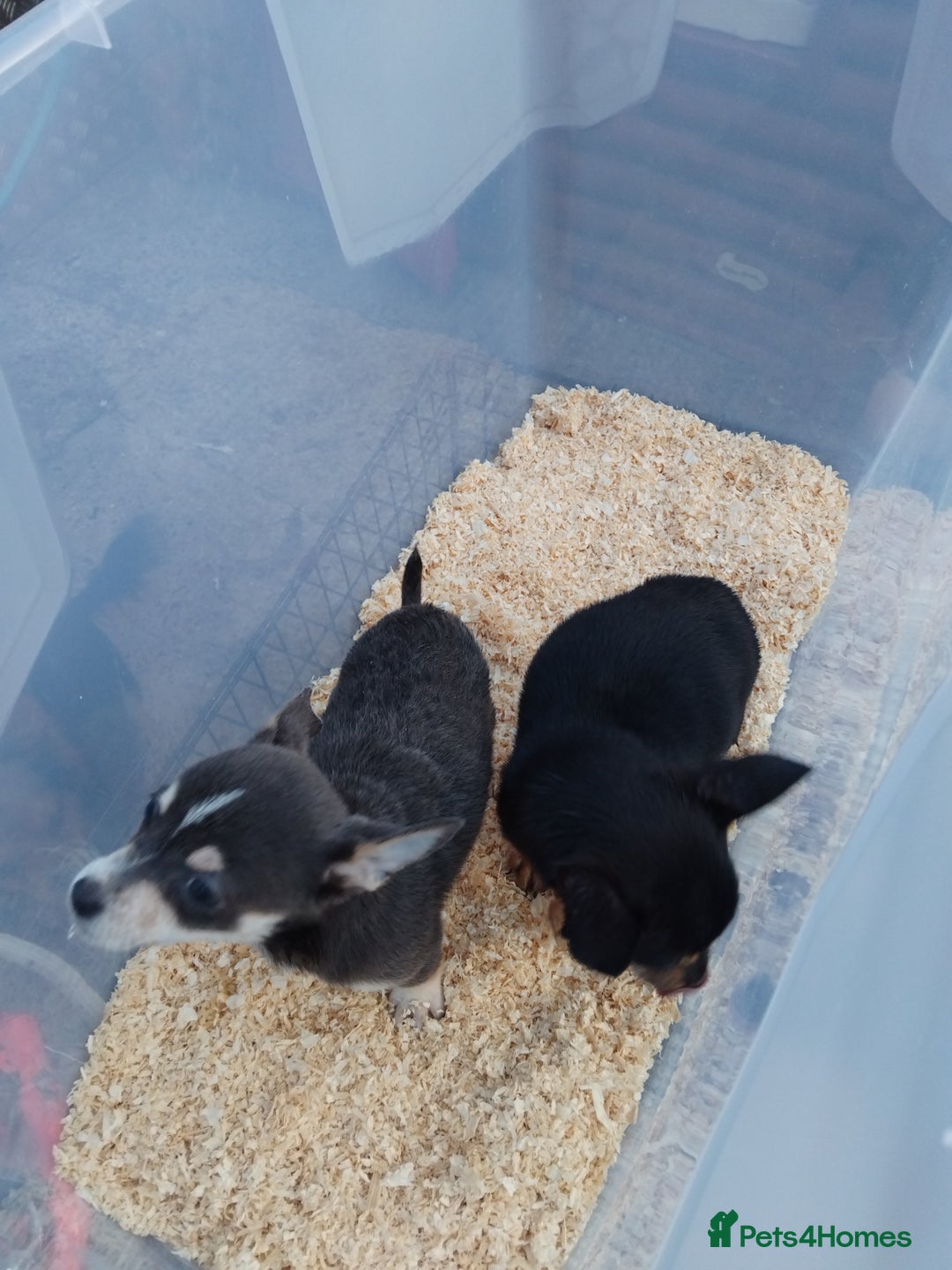 Chihuahua dogs for sale: 3 beautiful chihuahua puppies - Image 12