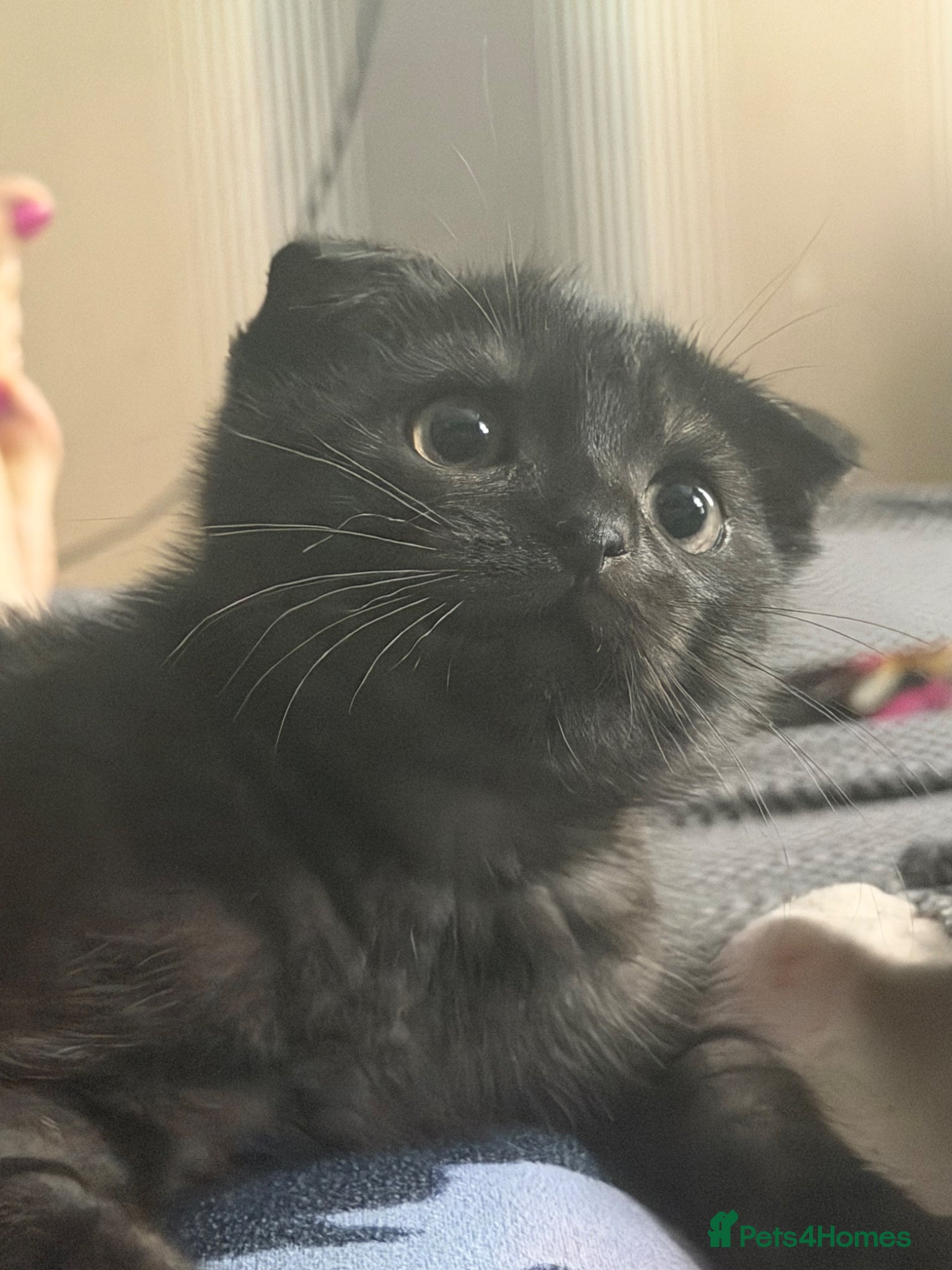 Mixed Breed cats LAST British ShotHair&ScottishFold Male Kitten - Advert 10