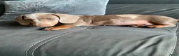 Dachshund dogs for sale: 1 boy 20 weeks old Merl daschund - Advert 4
