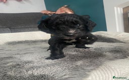 Cockapoo dogs for sale: **Last** Male Cockapoo Puppies avaliable 8th Oct  - Image 16
