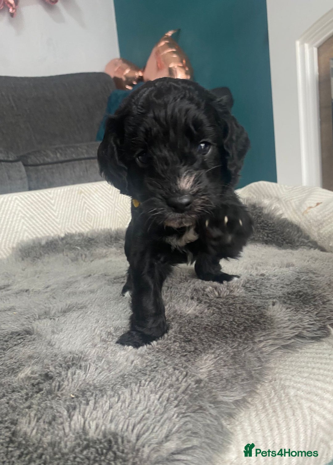 Cockapoo dogs for sale: **Last** Male Cockapoo Puppies avaliable 8th Oct  - Image 16