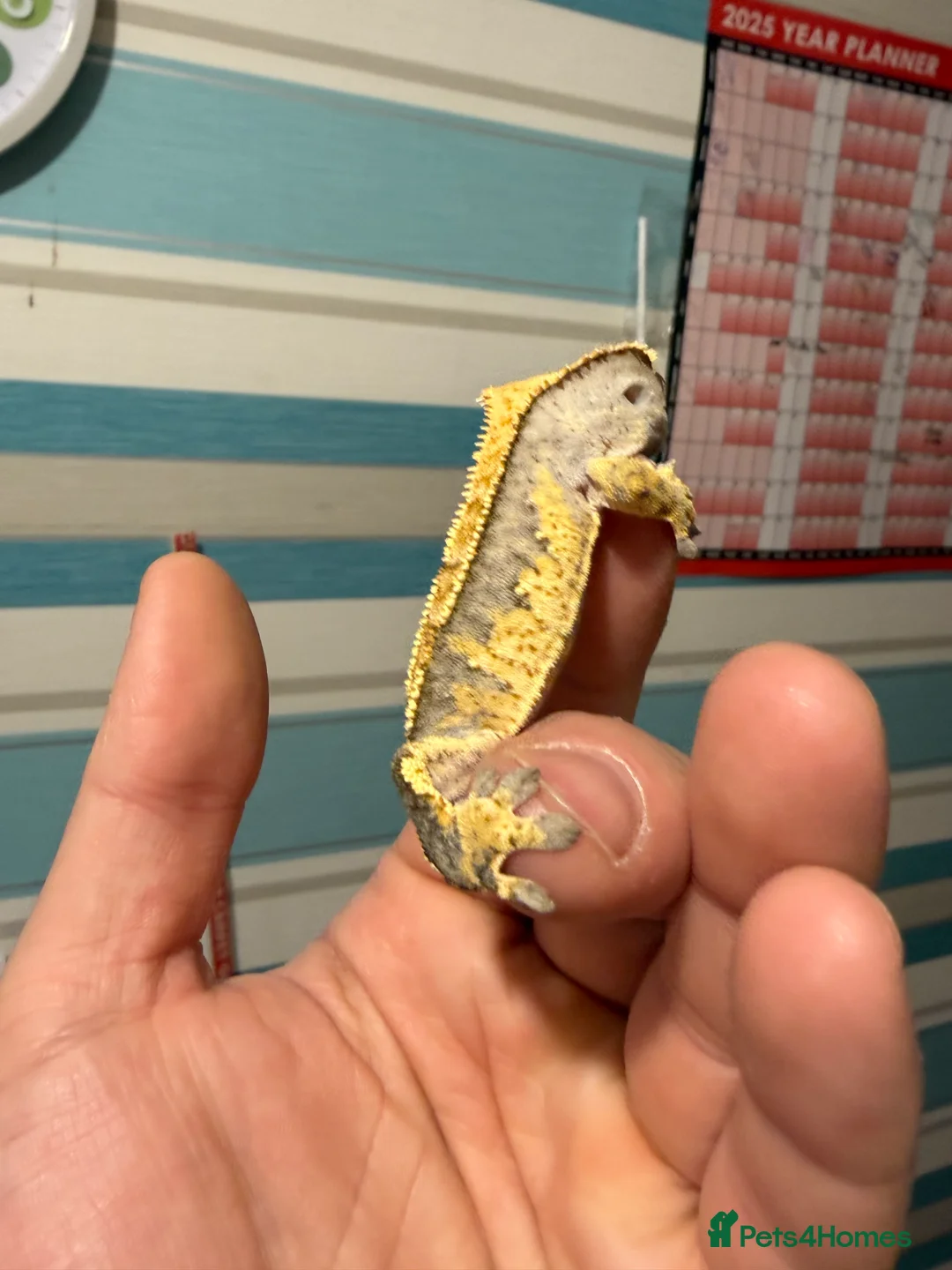 Gecko reptiles for sale: 🔥🔥 CRESTED GECKOS 🔥🔥🔥 - Advert 3