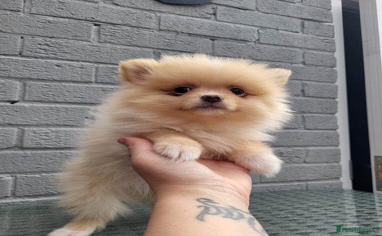 Pomeranian dogs - Advert 1