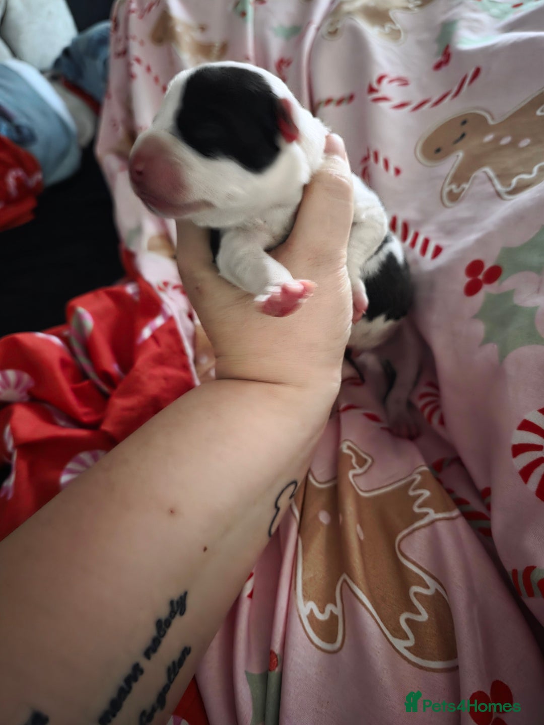 Mixed Breed dogs for sale: Staff x american bulldog puppies - Advert 28