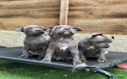 Staffordshire Bull Terrier dogs for sale: Quality Staffordshire Bull Terriers  - Image 6