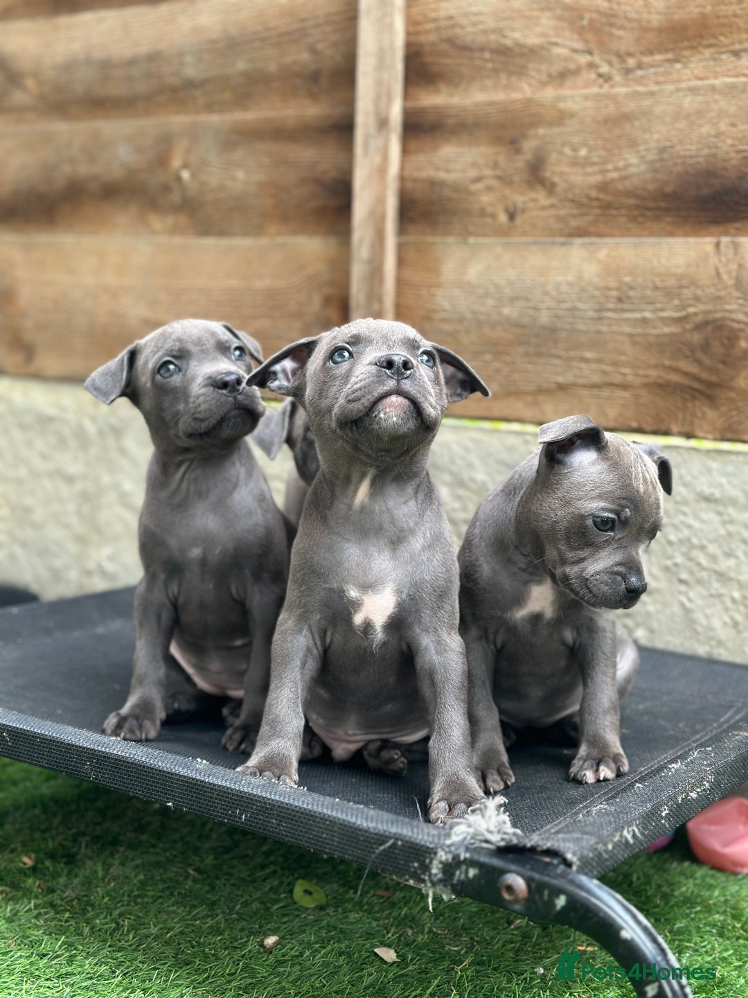 Staffordshire Bull Terrier dogs for sale: Quality Staffordshire Bull Terriers  - Image 6