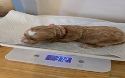 Cockapoo dogs for sale: American cockerpoo licensed Breeder health tested  - Image 16