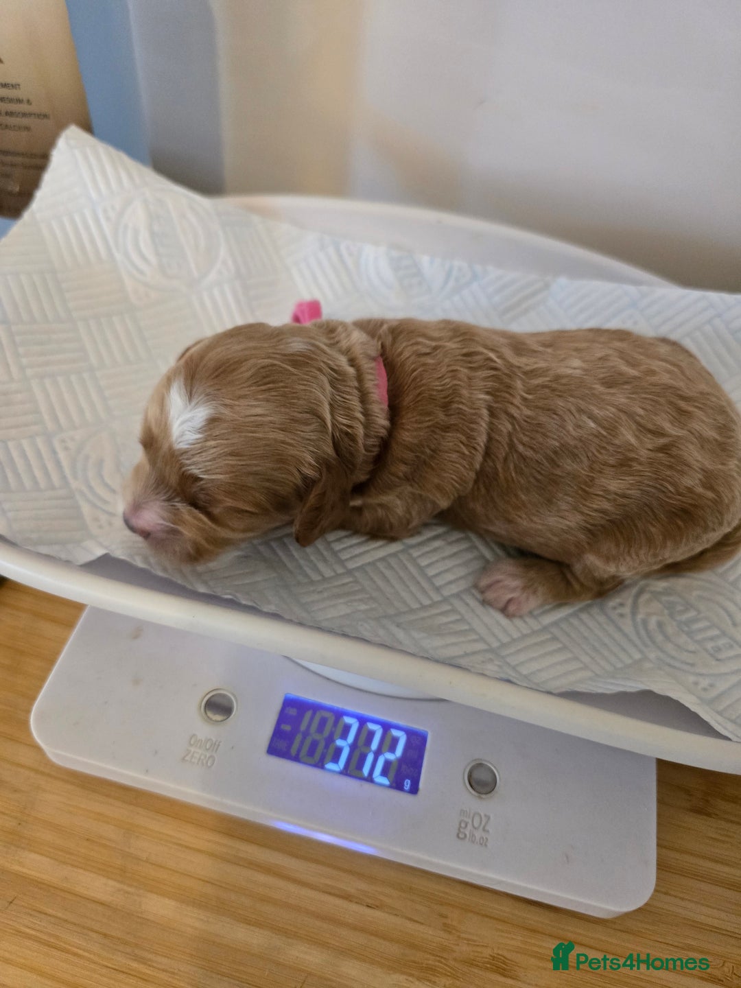 Cockapoo dogs for sale: American cockerpoo licensed Breeder health tested  - Image 16