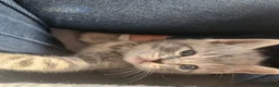 British Shorthair cats for sale: The cutest kittens!! - Advert 10