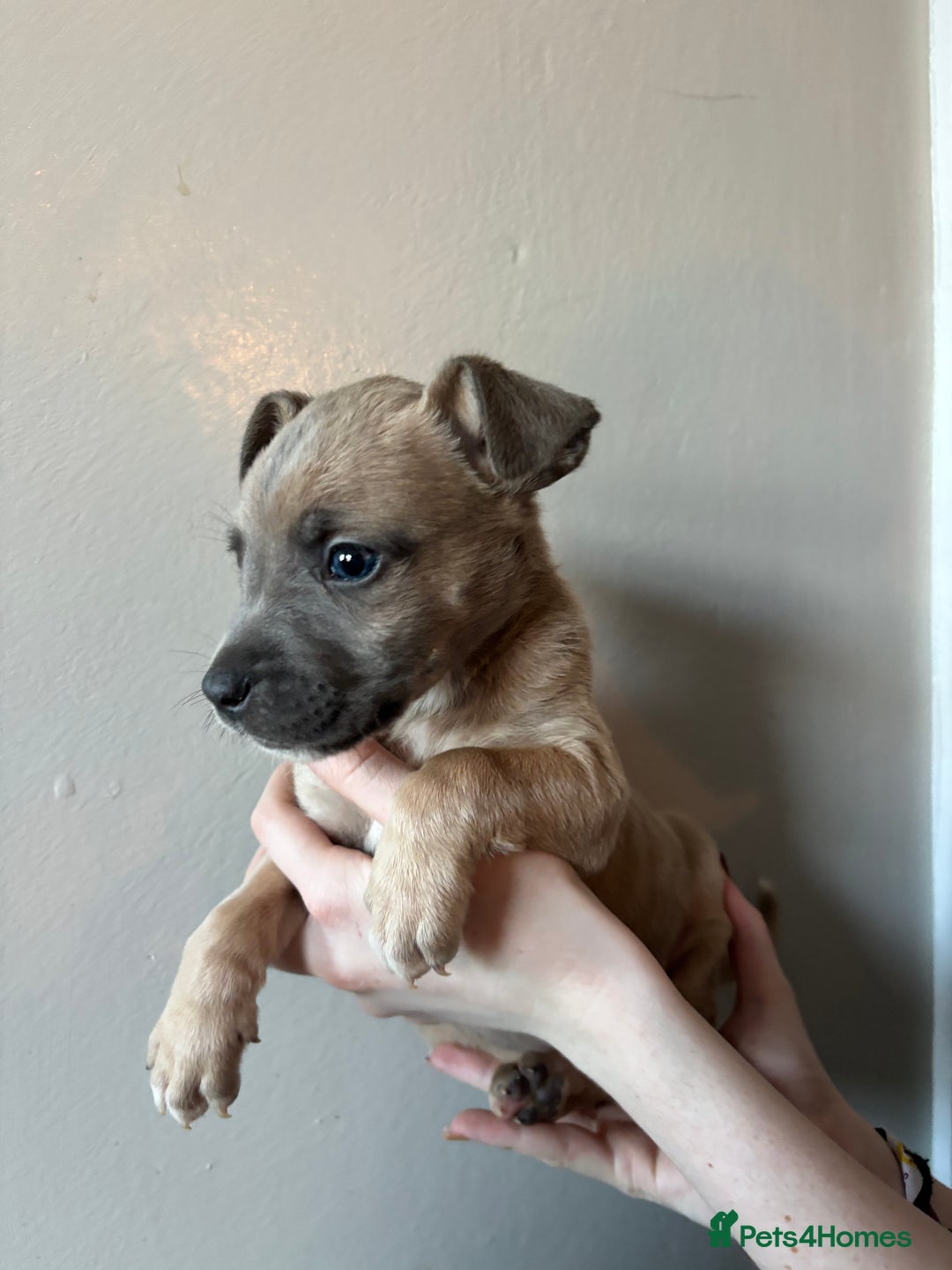 Mixed Breed dogs for sale: BEAUTIFUL BULL HERDERS (American Bulldog X Mali) - Image 14