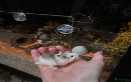 Hamster rodents for sale: Robovoski hamster - Image 2