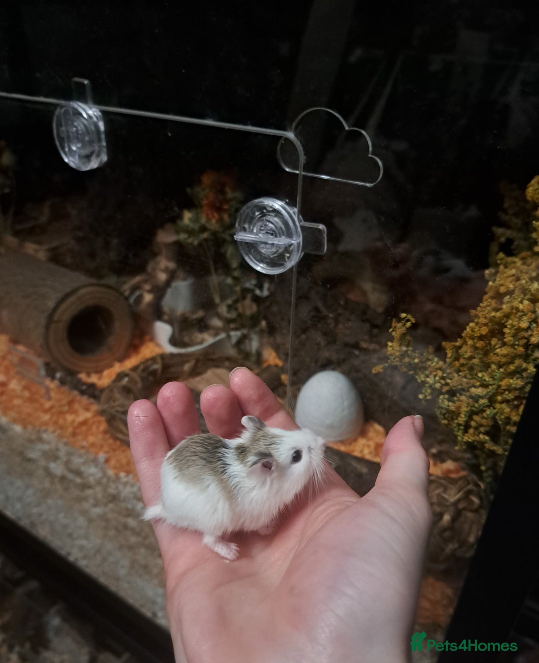 Hamster rodents for sale: Robovoski hamster - Image 2