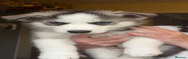 Siberian Husky (white)